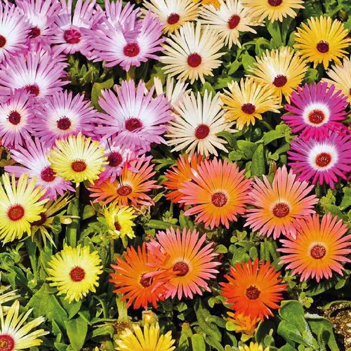 Votre jardin：Dorotheanthus - Le pot de 9 x 9 cm
