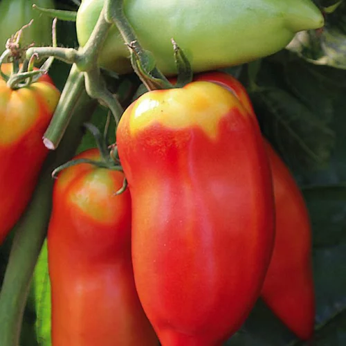 À découvrir au jardin：Plant Greffé De Tomate Andine Cornue Bio. Le pot de 9x9 cm