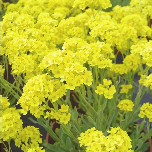 Le pratique pour l’extérieur:Alysse (Alyssum saxatile) ou Corbeille d'or à fleurs jaunes - Le pot 9 x 9 cm