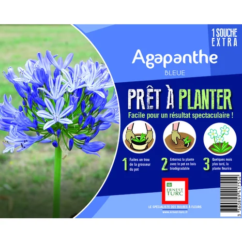 Déco extérieur：Souche d’Agapanthe bleue extra en bourriche