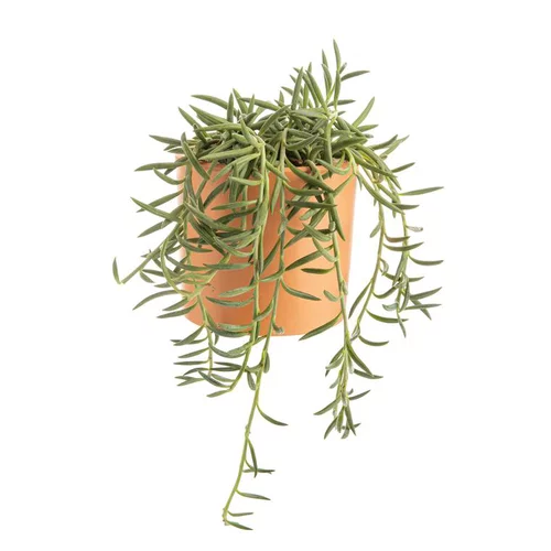 Facile dehors:Senecio radicans en pot terre cuite H 10 x Ø 15 cm
