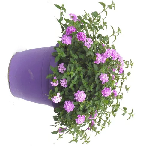 Maison & extérieur:Lantana. Le pot déco de 5 litres