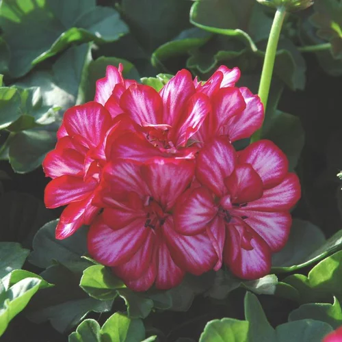 Conçu pour vos extérieurs：Geranium Lierre double - Le pot de 10,5 cm