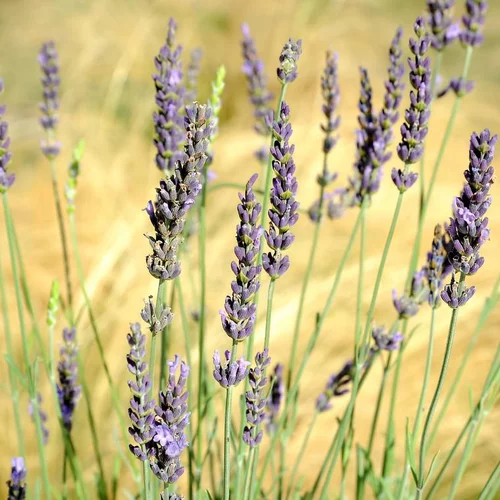 Pour donner du style au jardin:Lavandin pure platinum bleu en pot de 2 L