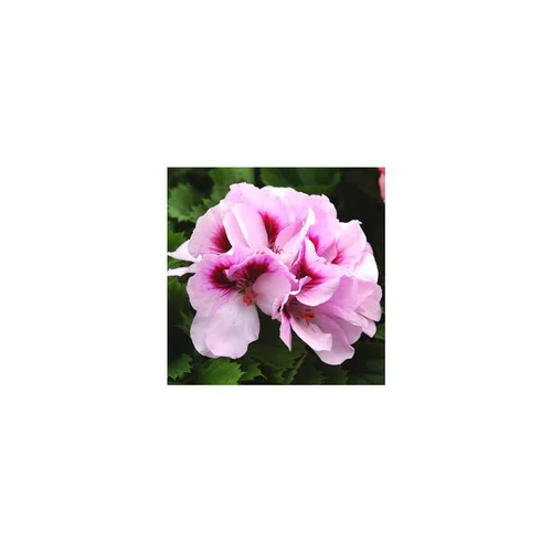 Jardin expert：Géranium pensée à grandes fleurs divers coloris. Le pot de 1 litre