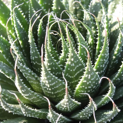 Sélection au jardin:Aloe aristata vert. Le pot de 15 litres