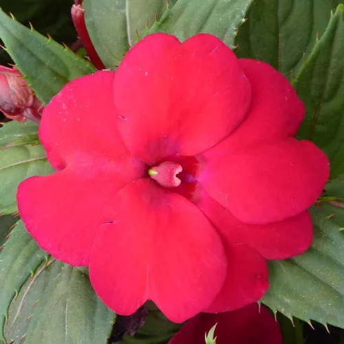 Pour créer votre univers jardin:Impatiens Nouvelle Guinee retombante - La suspension diam 27 cm