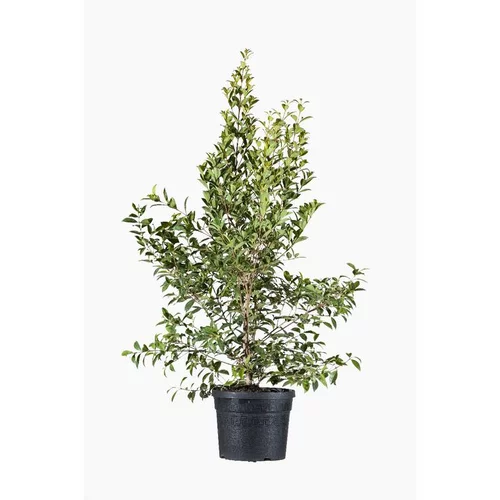 Extérieur sélection：Eugenia Myrtifolia Newport (Cerisier des Antilles) en pot de 3 L rouge