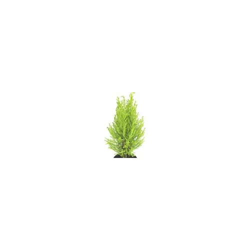 Jardin en pratique:Cupressus Gold Crest jaune - Avec cache pot