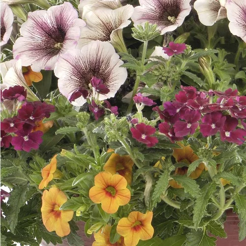 Solution nature:Melange Confetti Baroque - Le pot de 13 litres