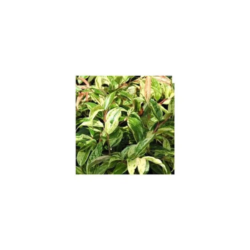 Choix jardin：Leucothoe Fontanesiana Makijaz en pot de 2 L
