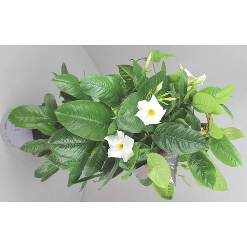 Jardin durable：Dipladénia Fushion Sydney double Arceau - Le pot de 3 litres