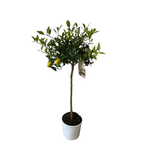 Pour un extérieur bien équipé：Limequat zéro résidus. Le pot de 9 litres, forme 1/2 tige