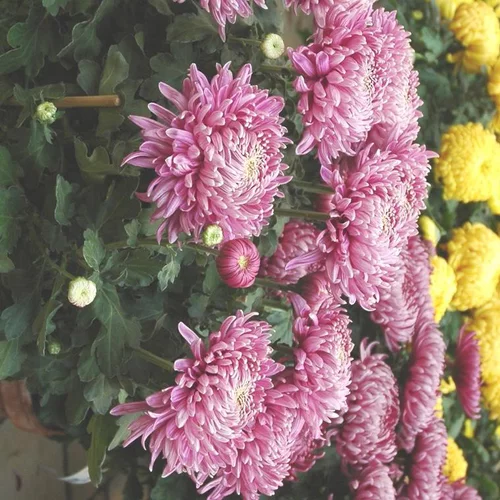 Facile jardin：Chrysanthème dirigé unifleur à grandes fleurs doubles multicolores - La coupe Ø 27 cm