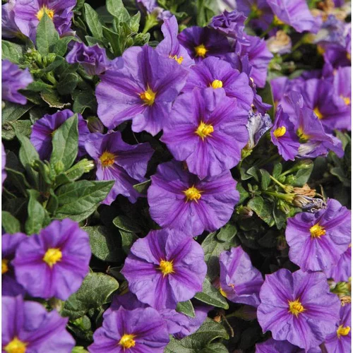 Pour mieux aménager vos extérieurs：Solanum Rantonnetti Bicolor - Le pot de 19 cm