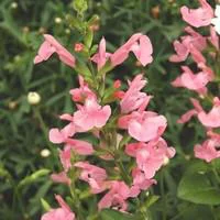 Style jardin:Salvia Greggii - Le pot de 2 litres