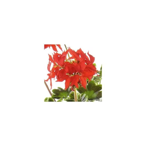 Idée jardin:Géranium zonale à fleurs étoilées - Le pot de 10 litres