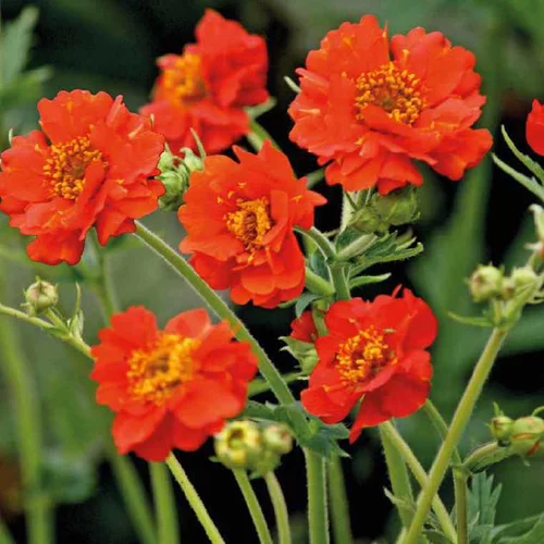 Choix nature：Geum Mrs Bradshaw rouge en pot de 2 L