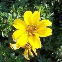 Accessoire au jardin:Bidens à fleurs jaunes - Le pot de 10.5 cm