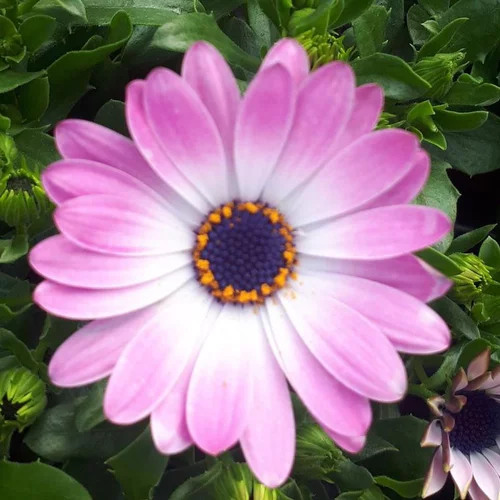 Pour plus de confort à l’extérieur:Osteospermum - Le pot de Ø 13 cm