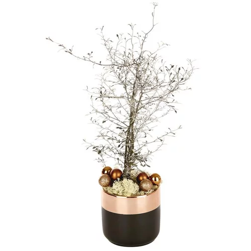 L’allié du jardin：Corokia en pot noir et cuivre - La composition