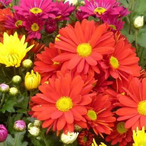 Pour organiser le jardin：Mini chrysanthème ou marguerite d’automne - Le pot de Ø 10 cm