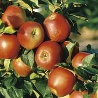 Équipement pour le jardin：Pommier Delbard Jubile® Delgollune. En racine nue, forme palmette U double