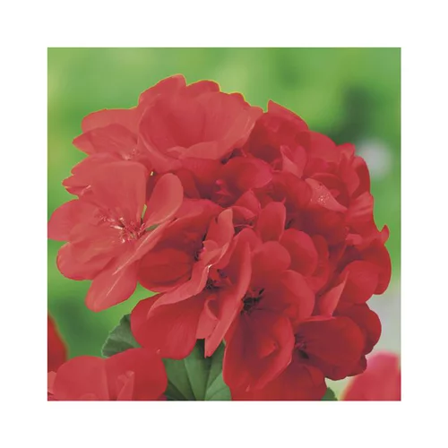 Vie extérieure：Géranium Marcada Pink - Le pot de 2,5 litres