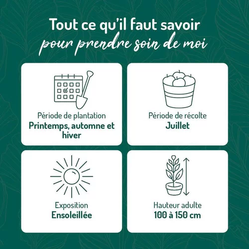 Bien pensé jardin：Cassissier Perles D'Auvergne ®. Le pot de 5 litres