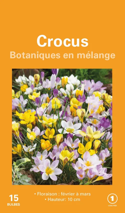 Une sélection pour l’extérieur：Crocus en mélange botanic® - 15 bulbes
