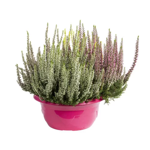 Mieux dehors:Callune arlequin - La coupe de 20 cm