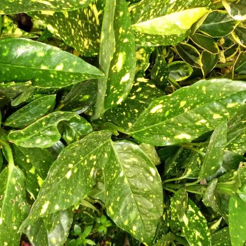 Jardin & déco：Aucuba. Le pot de 13 cm