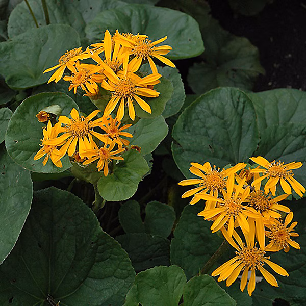 6 x Ligulaire 'Desdemona' – Ligularia dentata 'Desdemona' | godet 9cm x 9cm