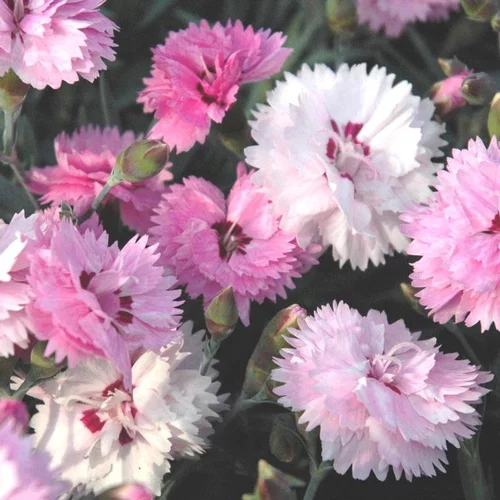 Espace vert essentiel:Œillet odorant - La jardinière de 25 cm