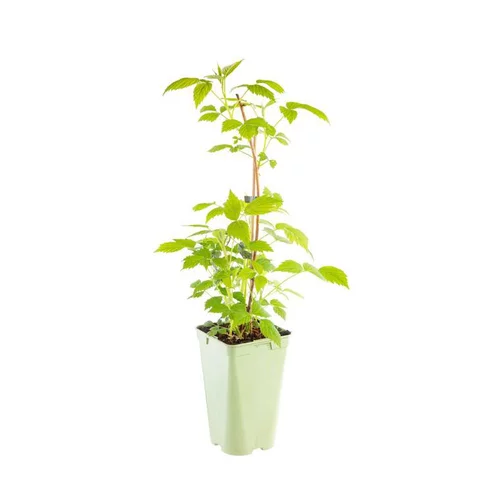 Pour vos projets：Framboisier Autumn Amber Bio. Le pot de 2 litres