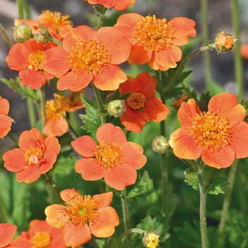 Utile pour l’extérieur:Benoite Coccineum Orange - Le pot de 9 x 9 cm