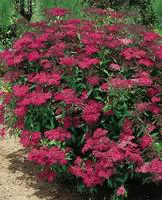 Pour l’univers du jardin:Spirea Japonica Anthony Waterer - Pot de 3L