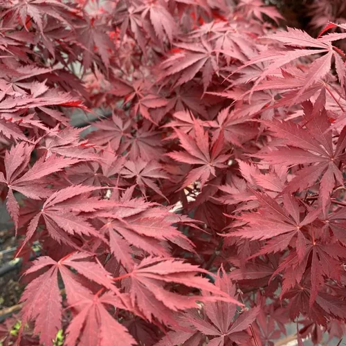 Bien pensé extérieur：Acer Palmatum Burgundy Lace - Le pot de 7 litres