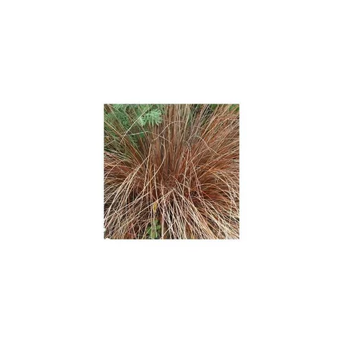 Facile à intégrer au jardin:Carex Comans Bronze Form - Le pot de 2 litres