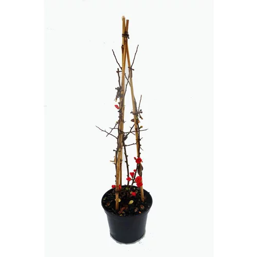 Jardin loisirs：Cognassier du Japon Rubra (Chaenomeles Speciosa). Le pot 3 litres