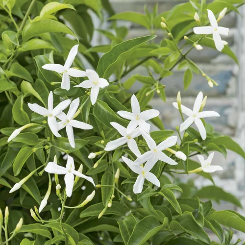 Une sélection pour l’extérieur：Jasmin des Açores ou Jasmin de Madère à fleurs violettes. Le pot de 3 litres
