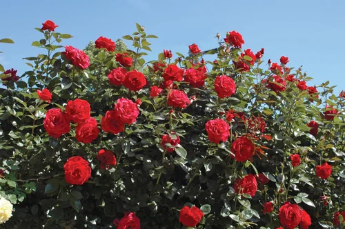 Pour tous les jours:Rosier Grimpant Le Grand Huit® 'Adabaring' - Le pot de 7,5 litres