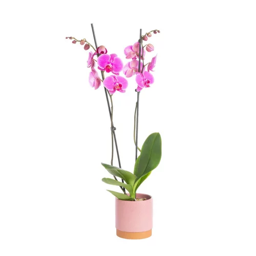Une touche pratique à l’extérieur：Orchidée Phalaenopsis 2 branches avec cache-pot Ø 9 cm