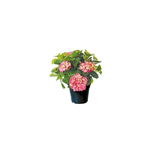 Pour donner du style au jardin：Hortensia à grandes fleurs en pot de 15 litres