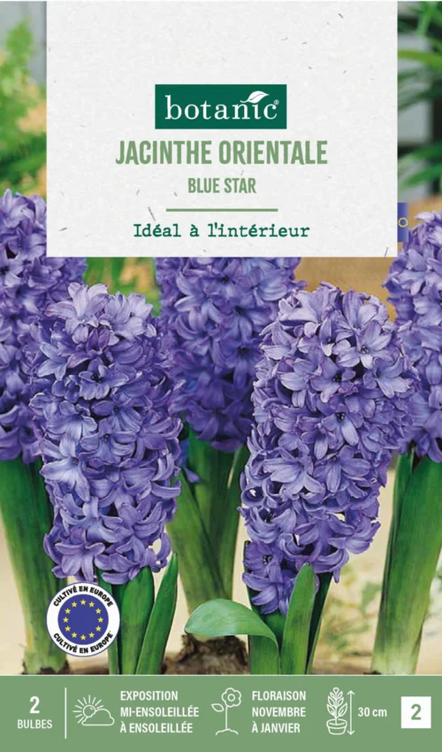 Pour un jardin bien équipé:Jacinthe intérieur blue star botanic® - 2 bulbes