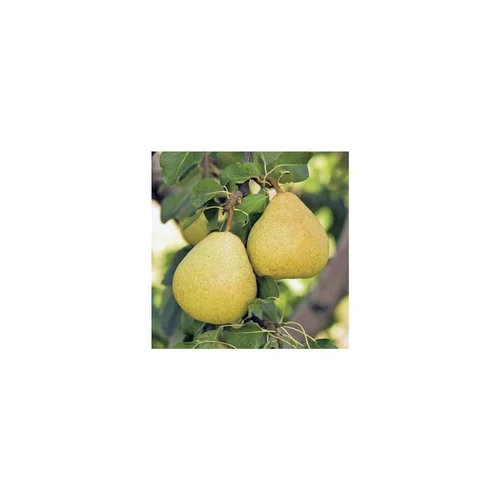 Pour un jardin plus agréable：Poirier Delbardelice ® Delété. Le pot de 12 litres, forme gobelet