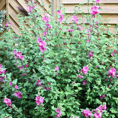 Pour un extérieur plus pratique:Lavatera Magenta Magic - Le pot de 4 litres