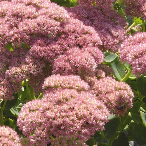 Extérieur utile：Sédum brillant rose en pot de 2 L