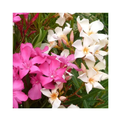 Mon jardin:Laurier Rose – C2,5