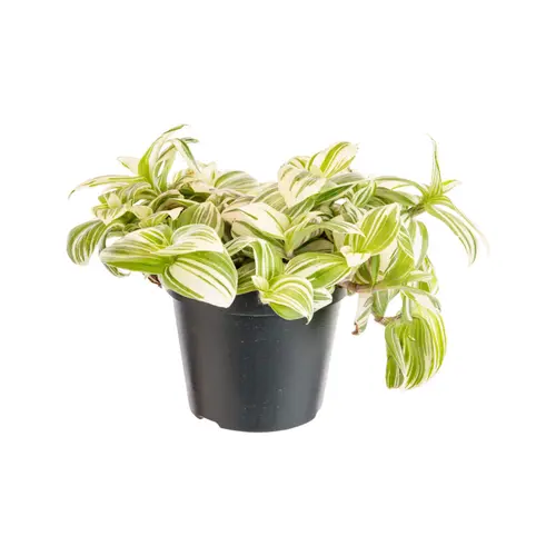 Pour votre projet：Tradescantia Brightness blanc. Le pot Ø 12 cm